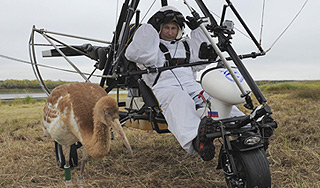 США поддержали полет Путина с журавлями США поддержали полет Путина с журавлями