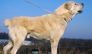 Пес ценой жизни спас хозяина-самоубийцу Пес ценой жизни спас хозяина-самоубийцу