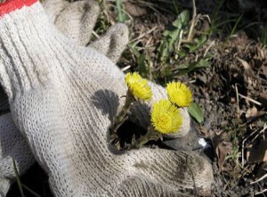 Около 15 тысяч брянцев приняли участие в субботнике