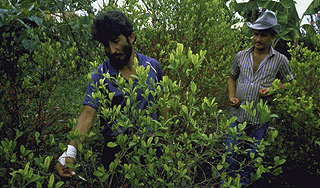 Парк Боливии засадили кустами коки Парк Боливии засадили кустами коки