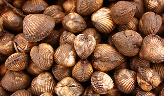 Обитатели Антарктики способны менять пол Обитатели Антарктики способны менять пол