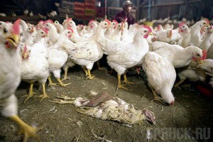 Гражданин из поселка Путевка настроен серьезно Политический труп