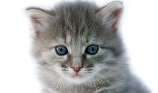 Путин подарил Японии сибирского кота Путин подарил Японии сибирского кота