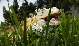 100 видам животных и растений грозит смерть 100 видам животных и растений грозит смерть