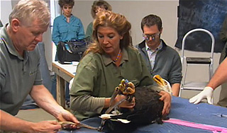 Раненому орлану сделали новый клюв-протез Раненому орлану сделали новый клюв-протез