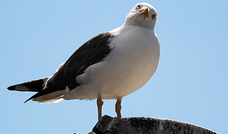 Чайка сняла на камеру закат в Сан-Франциско Чайка сняла на камеру закат в Сан-Франциско