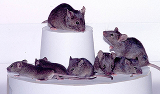 Ученые нашли способ борьбы с глухотой Ученые нашли способ борьбы с глухотой