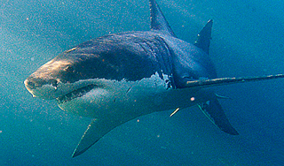 В Баренцевом море поймали акулу В Баренцевом море поймали акулу