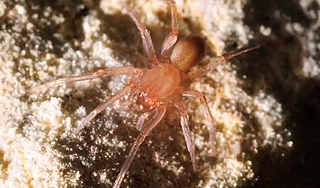 Редкий паук помешал стройке за $15 млн Редкий паук помешал стройке за $15 млн