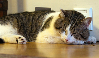 Дэвид Кэмерон уволил кота Ларри Дэвид Кэмерон уволил кота Ларри