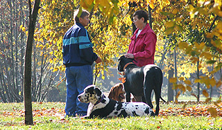 Живодеры травят собак в московском парке Живодеры травят собак в московском парке