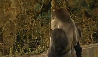 Житель Кузбасса увидел йети Житель Кузбасса увидел йети