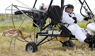 Стерхи Путина долетели до заказника Стерхи Путина долетели до заказника