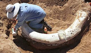 На Алтае нашли огромный бивень мамонта На Алтае нашли огромный бивень мамонта