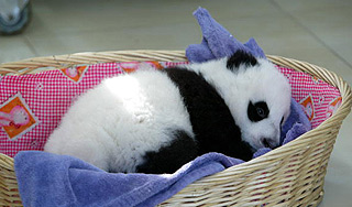 Детеныш панды умер в американском зоопарке Детеныш панды умер в американском зоопарке