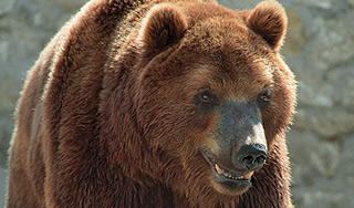 Голодный медведь убил геолога Голодный медведь убил геолога