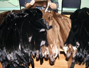 Украинец попался на незаконной перевозке пушнины