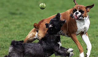 Семейная пара уничтожает собак в Москве Семейная пара уничтожает собак в Москве