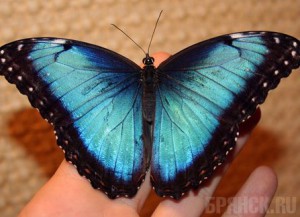 В Краеведческий музей привезли уникальных бабочек