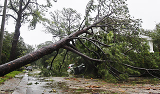 Ветер в Москве рвал провода и валил деревья Ветер в Москве рвал провода и валил деревья