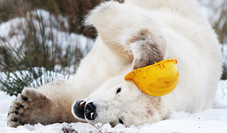 Белый медведь напал на метеорологов Белый медведь напал на метеорологов