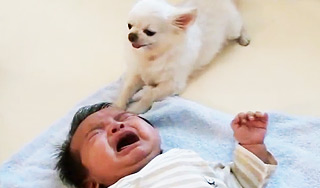 Чихухуа стал любимцем Интернета Чихухуа стал любимцем Интернета