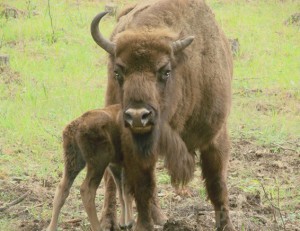 В Брянском заповеднике родился зубренок