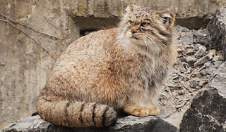 Манул стал талисманом Московского зоопарка Манул стал талисманом Московского зоопарка