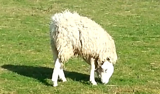 Овечка Терри стала звездой Интернета Овечка Терри стала звездой Интернета