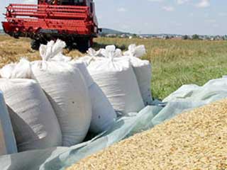 В хозяйствах намолотили 650 тысяч тонн зерна