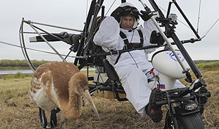 Стерхов Путина отправят самолетом на юг Стерхов Путина отправят самолетом на юг