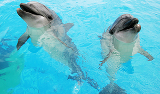 Украина начала готовить боевых дельфинов Украина начала готовить боевых дельфинов