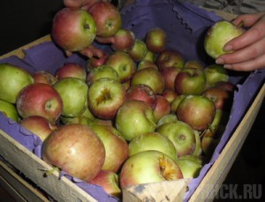 Более 19 тонн зараженных яблок вернули экспортерам