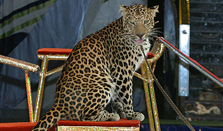 Леопард перегрыз ребенку артерию Леопард перегрыз ребенку артерию