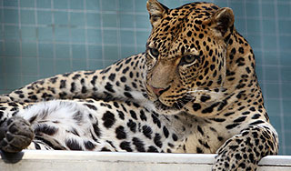 Очевидцы о нападении леопарда на ребенка Очевидцы о нападении леопарда на ребенка