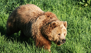 Медведь убил охотника в день рождения Медведь убил охотника в день рождения