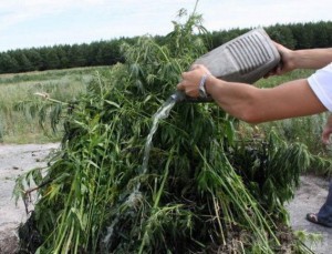 Под Красной Горой уничтожили дикорастущую коноплю