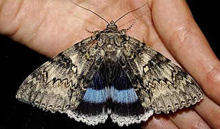 На Камчатке обнаружена редчайшая бабочка На Камчатке обнаружена редчайшая бабочка