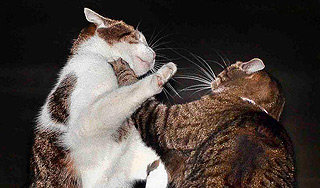 Кошка Фрейя избила кота премьера Британии Кошка Фрейя избила кота премьера Британии