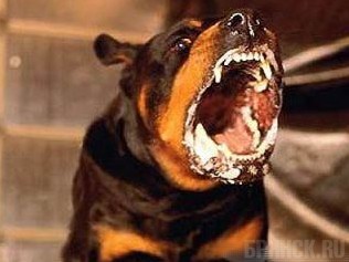 В 2012 году животные покусали более 3000 человек