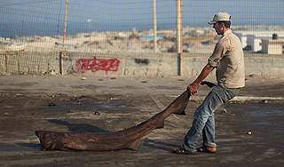 Рыбак спас от смерти большую белую акулу Рыбак спас от смерти большую белую акулу