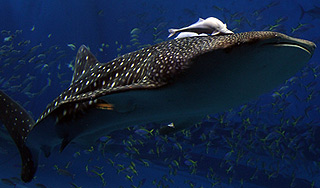 Раскрыта тайна поведения китовых акул Раскрыта тайна поведения китовых акул