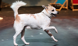 Женщина завещала собаке два миллиона евро Женщина завещала собаке два миллиона евро