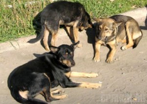 Смирнов потребовал бороться с собаками цивилизованно