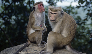 Самолеты мешают животным размножаться Самолеты мешают животным размножаться