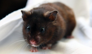 Полиция спасла хомяка от пьяной американки Полиция спасла хомяка от пьяной американки