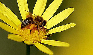 Пчел научили различать стили живописи Пчел научили различать стили живописи