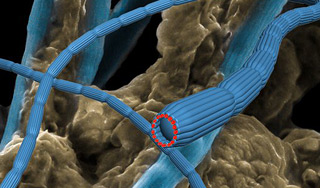 Ученые обнаружили новую форму жизни Ученые обнаружили новую форму жизни