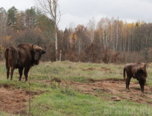 В Брянский заповедник доставили еще двух зубров bryansky-les.ru