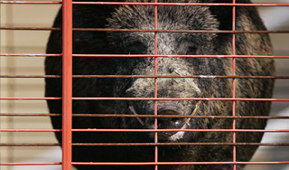 Кабан искусал четырех человек в Берлине Кабан искусал четырех человек в Берлине